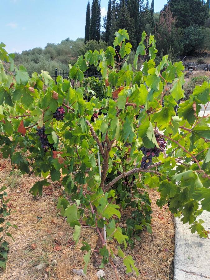 Perachori Οίνου Γη Ιθάκη - Winelandithacaヴィラ エクステリア 写真