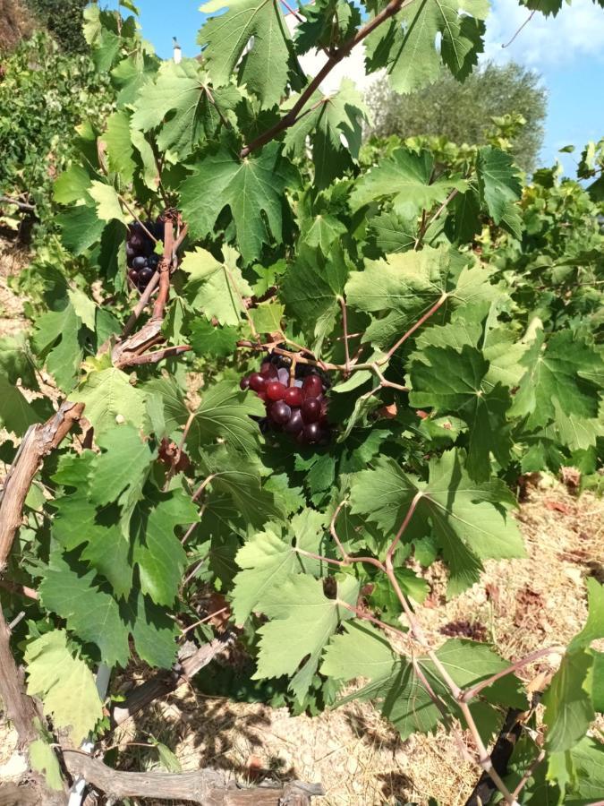 Perachori Οίνου Γη Ιθάκη - Winelandithacaヴィラ エクステリア 写真